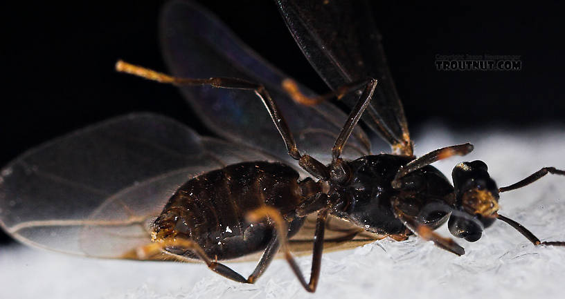 Formicidae (Ants) Ant Adult from the Neversink River in New York