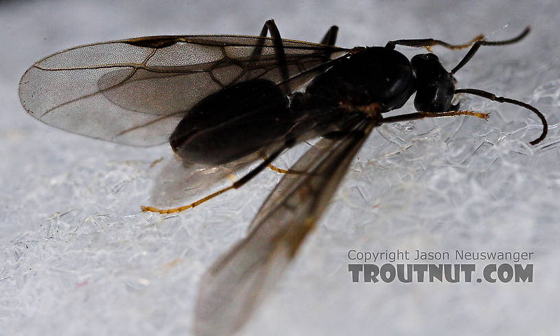 Formicidae (Ants) Ant Adult from the Neversink River in New York