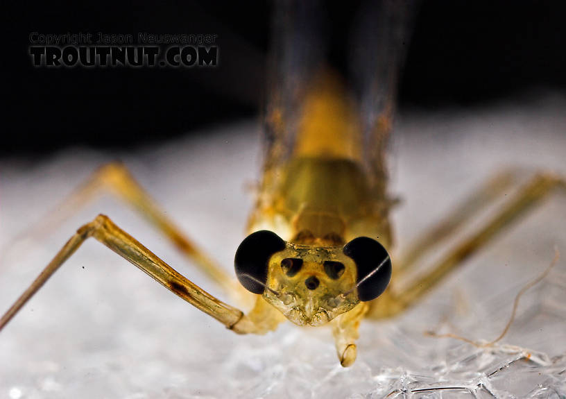 Female Epeorus frisoni Mayfly Spinner from Mystery Creek #23 in New York