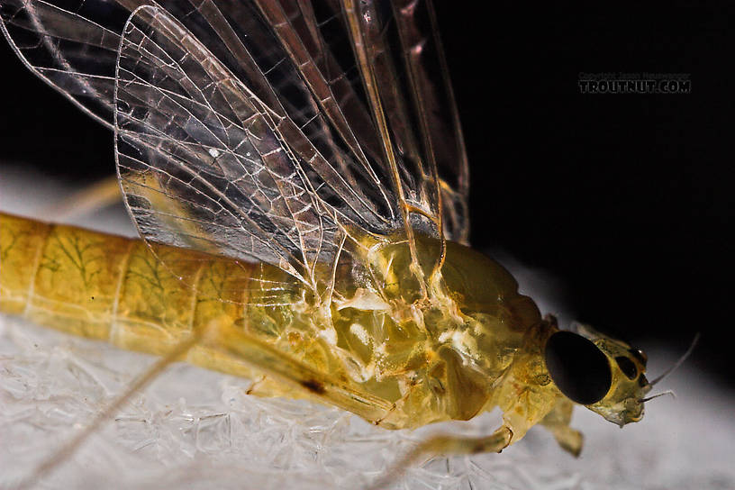 Female Epeorus frisoni Mayfly Spinner from Mystery Creek #23 in New York