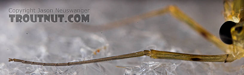 Female Epeorus frisoni Mayfly Spinner from Mystery Creek #23 in New York