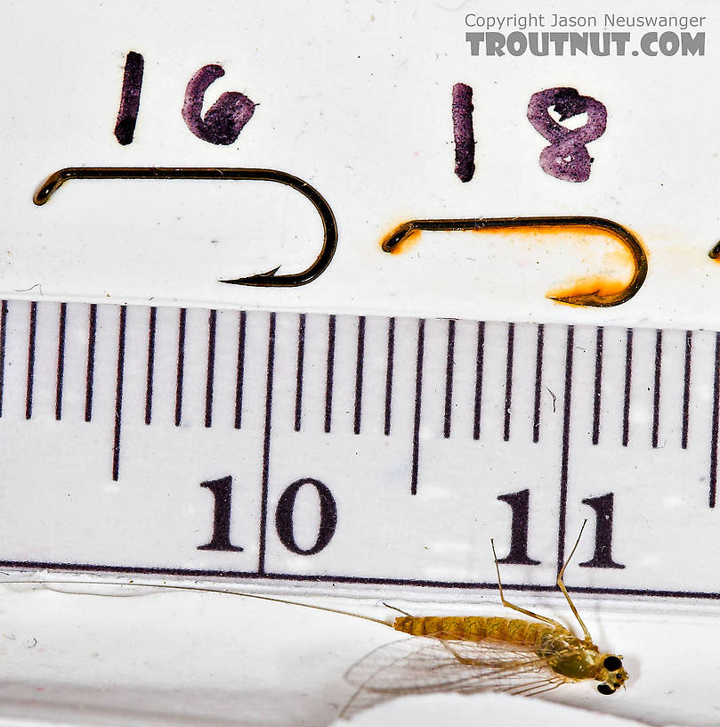 Female Epeorus frisoni Mayfly Spinner from Mystery Creek #23 in New York