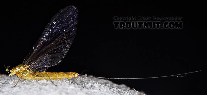 Female Epeorus frisoni Mayfly Spinner from Mystery Creek #23 in New York