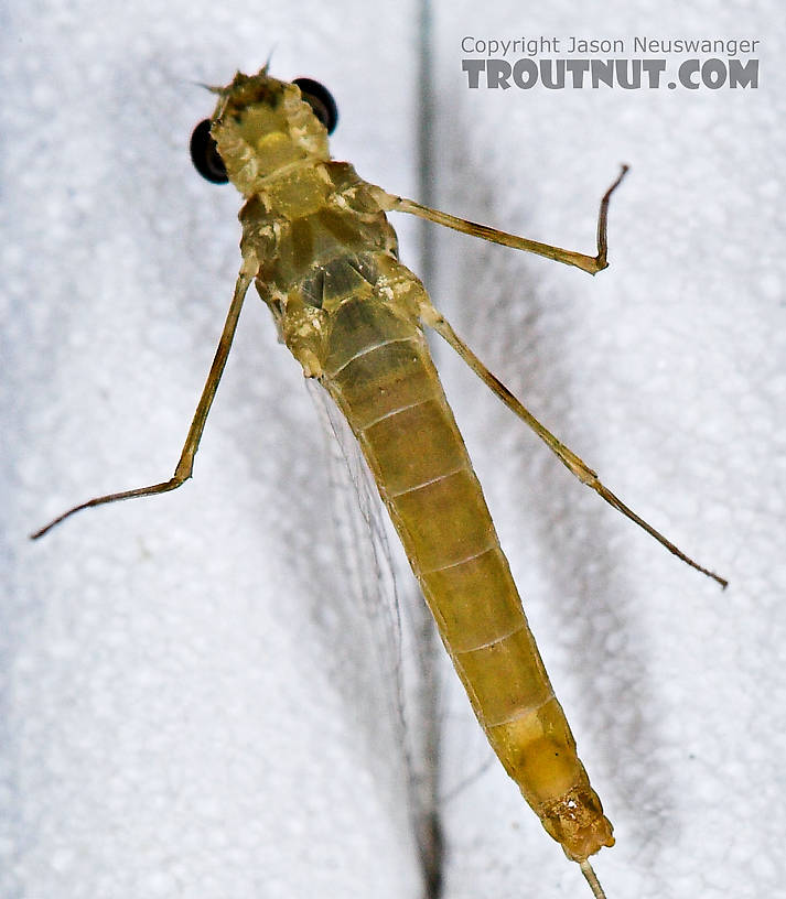 Female Epeorus frisoni Mayfly Spinner from Mystery Creek #23 in New York