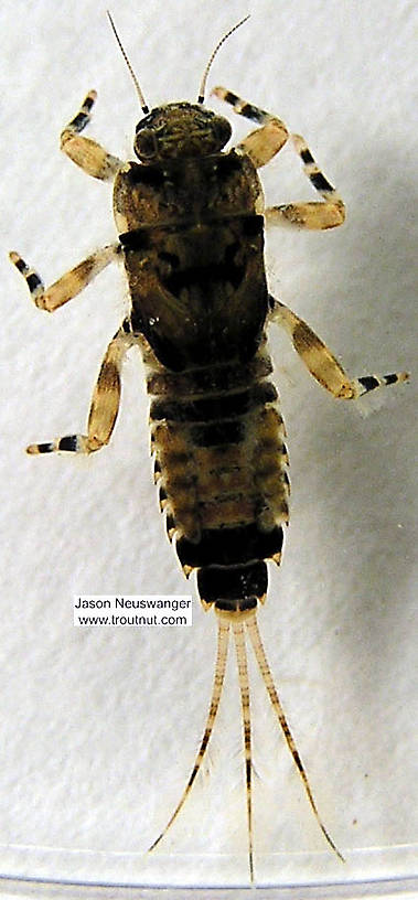 Ephemerella subvaria (Hendrickson) Mayfly Nymph from unknown in Wisconsin