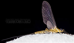 Epeorus frisoni  Mayfly Dun