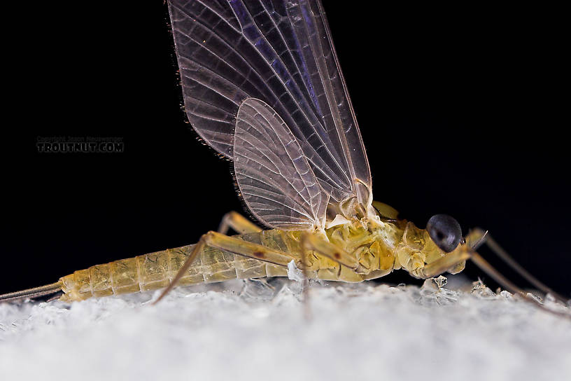 Male Epeorus frisoni Mayfly Dun from Mystery Creek #23 in New York