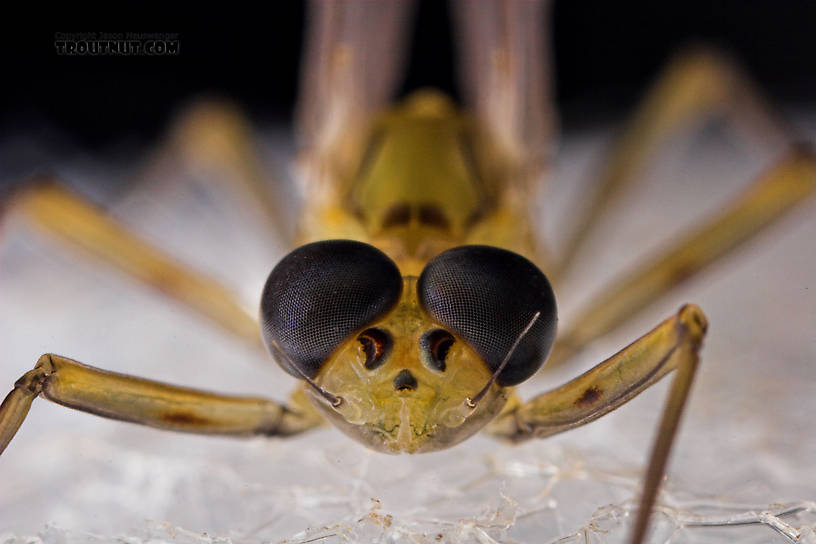 Male Epeorus frisoni Mayfly Dun from Mystery Creek #23 in New York