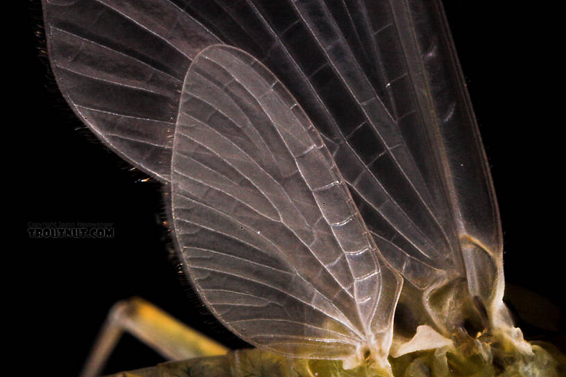 Male Epeorus frisoni Mayfly Dun from Mystery Creek #23 in New York