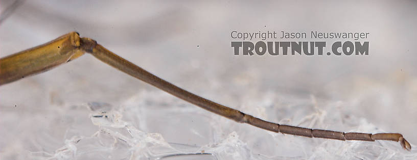 Male Epeorus frisoni Mayfly Dun from Mystery Creek #23 in New York