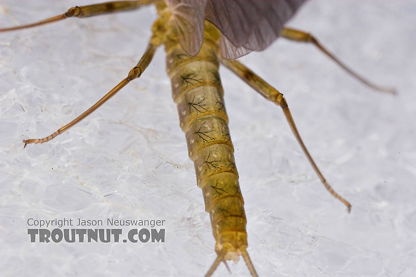 Male Epeorus frisoni Mayfly Dun from Mystery Creek #23 in New York