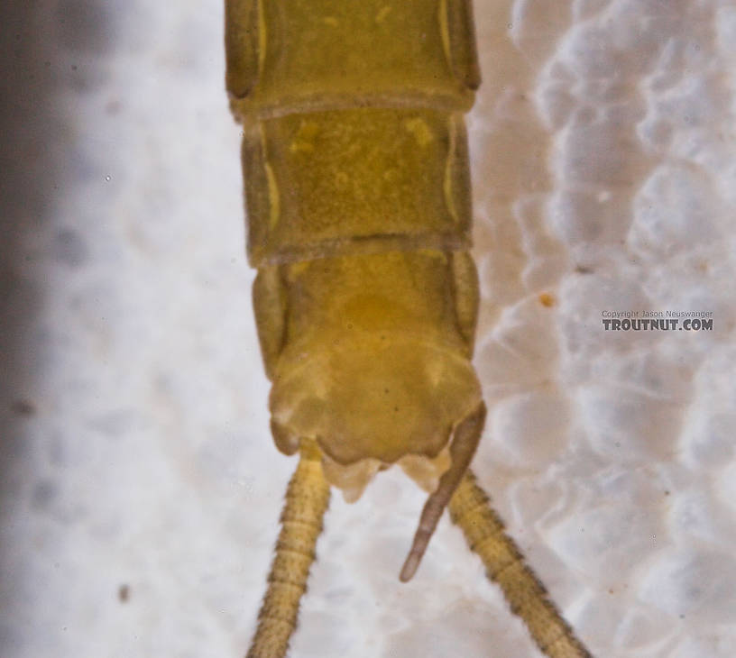 Male Epeorus frisoni Mayfly Dun from Mystery Creek #23 in New York