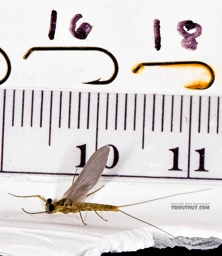 Male Epeorus frisoni Mayfly Dun from Mystery Creek #23 in New York