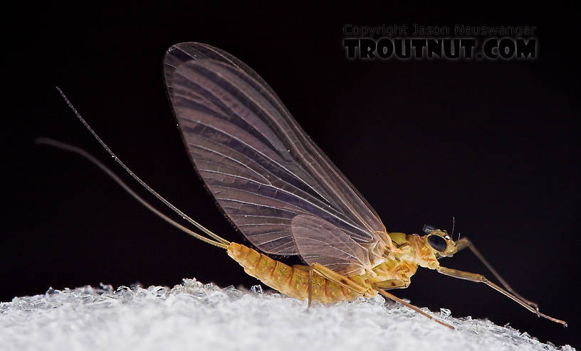 Female Epeorus frisoni Mayfly Dun from Mystery Creek #23 in New York