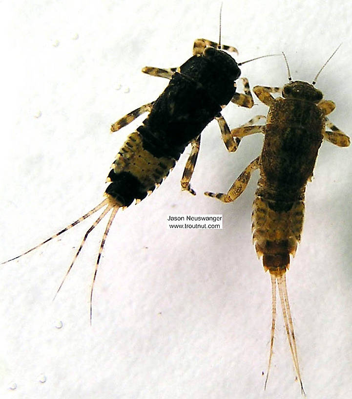 Ephemerella subvaria (Hendrickson) Mayfly Nymph from the Namekagon River in Wisconsin