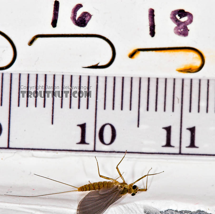 Female Epeorus frisoni Mayfly Dun from Mystery Creek #23 in New York