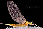 Female Epeorus frisoni  Mayfly Dun