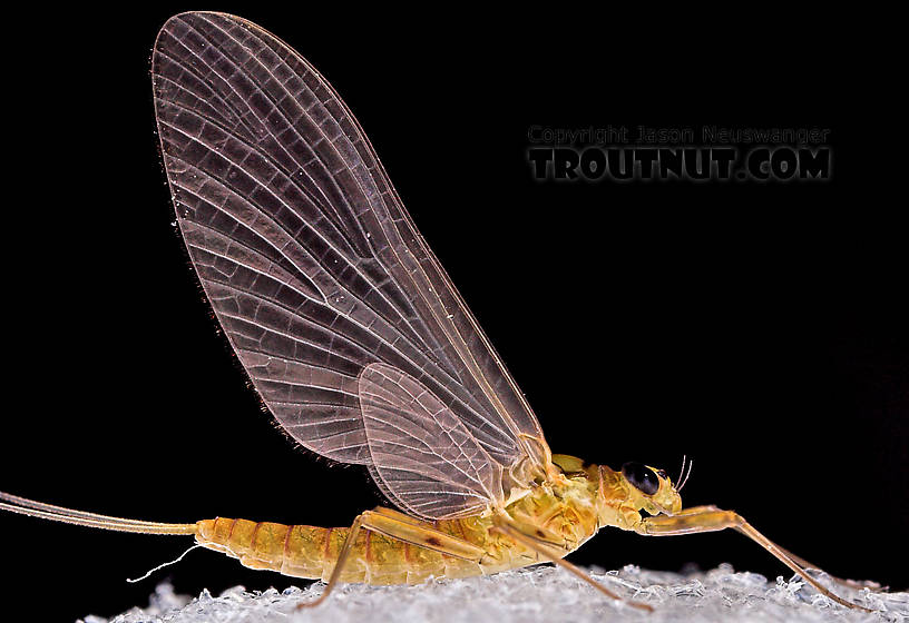 Female Epeorus frisoni Mayfly Dun from Mystery Creek #23 in New York