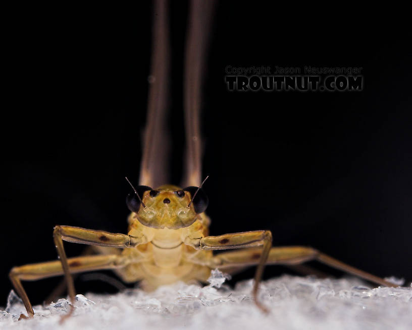 Female Epeorus frisoni Mayfly Dun from Mystery Creek #23 in New York