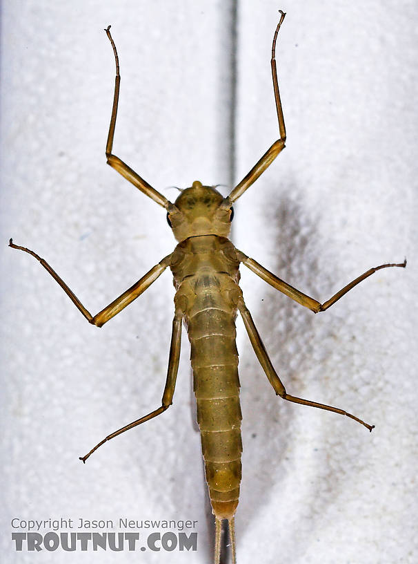 Female Epeorus frisoni Mayfly Dun from Mystery Creek #23 in New York