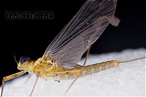 Male Epeorus frisoni  Mayfly Dun