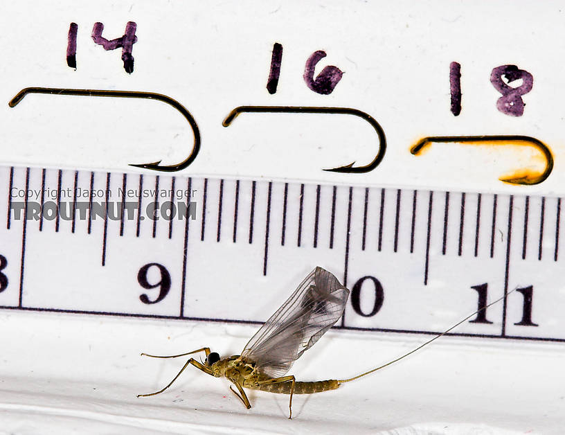 Male Epeorus frisoni Mayfly Dun from Mystery Creek #23 in New York