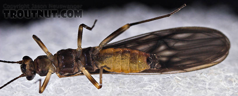 Female Amphinemura (Tiny Winter Blacks) Stonefly Adult from Mystery Creek #23 in New York