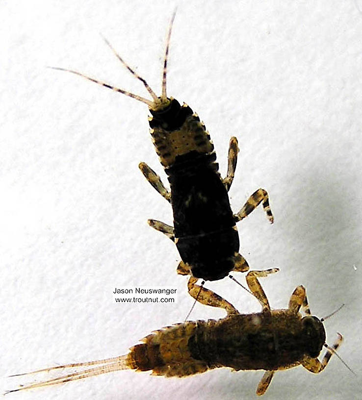 Ephemerella subvaria (Hendrickson) Mayfly Nymph from the Namekagon River in Wisconsin