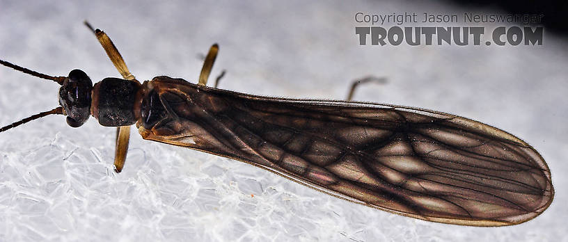 Female Amphinemura (Tiny Winter Blacks) Stonefly Adult from Mystery Creek #23 in New York