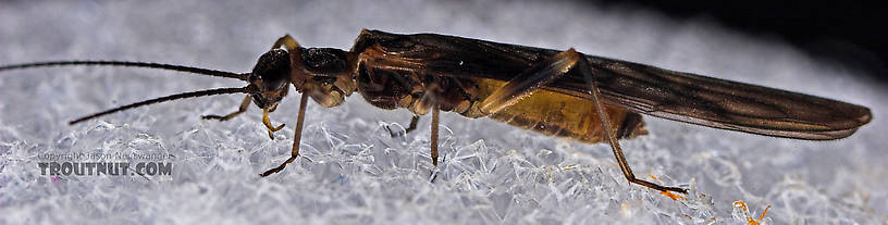 Female Amphinemura (Tiny Winter Blacks) Stonefly Adult from Mystery Creek #23 in New York