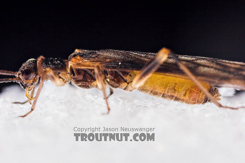 Female Amphinemura (Tiny Winter Blacks) Stonefly Adult from Mystery Creek #23 in New York