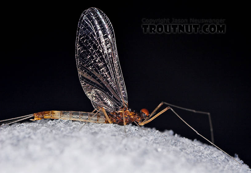 Male Paraleptophlebia (Blue Quills and Mahogany Duns) Mayfly Spinner from the East Branch of the Delaware River in New York