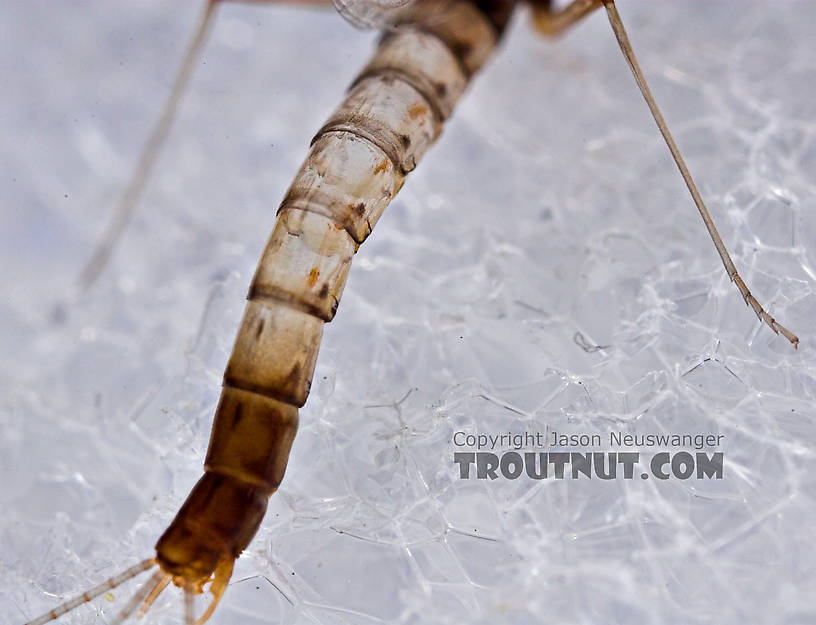 Male Paraleptophlebia (Blue Quills and Mahogany Duns) Mayfly Spinner from the East Branch of the Delaware River in New York