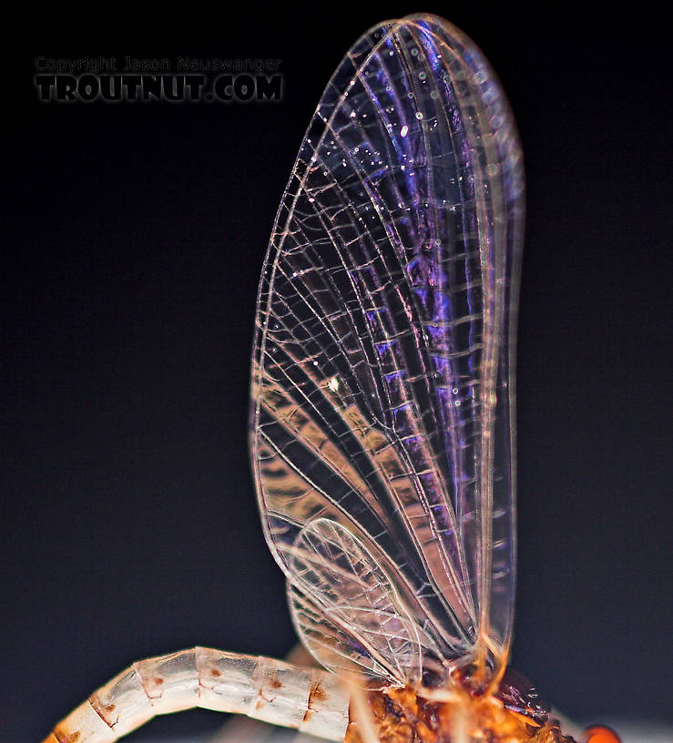 Male Paraleptophlebia (Blue Quills and Mahogany Duns) Mayfly Spinner from the East Branch of the Delaware River in New York