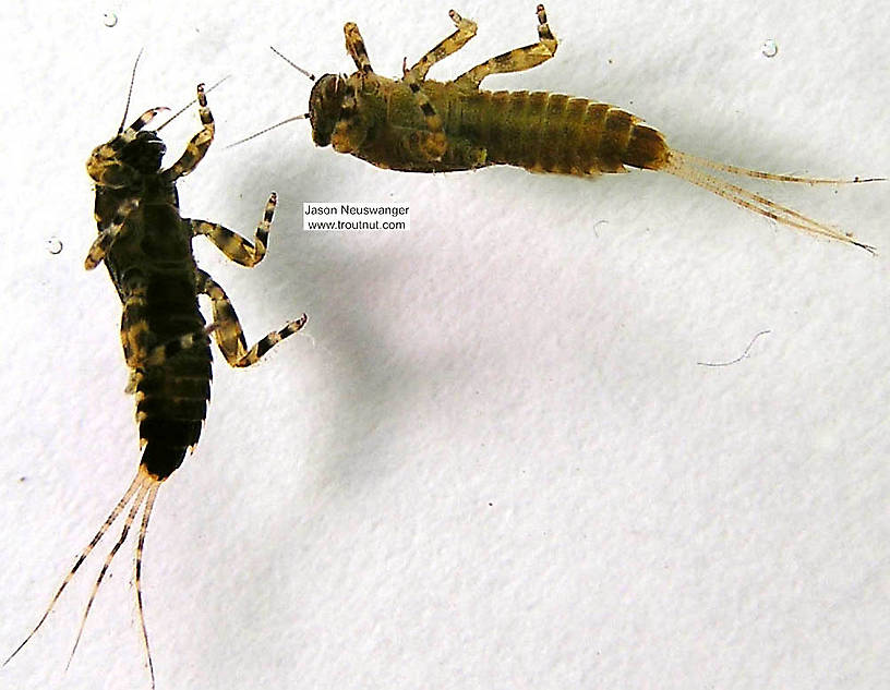 Ephemerella subvaria (Hendrickson) Mayfly Nymph from the Namekagon River in Wisconsin