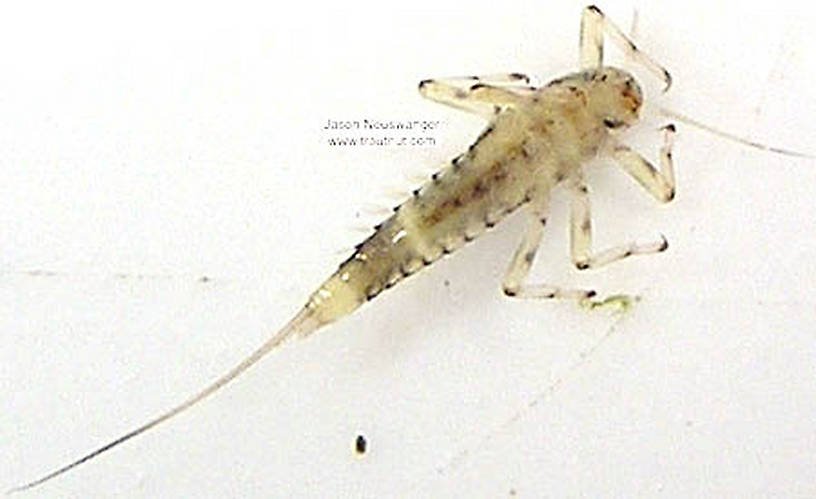 Baetidae (Blue-Winged Olives) Mayfly Nymph from unknown in Wisconsin