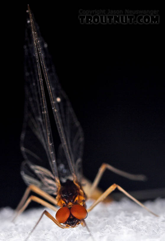 Male Paraleptophlebia (Blue Quills and Mahogany Duns) Mayfly Spinner from the East Branch of the Delaware River in New York