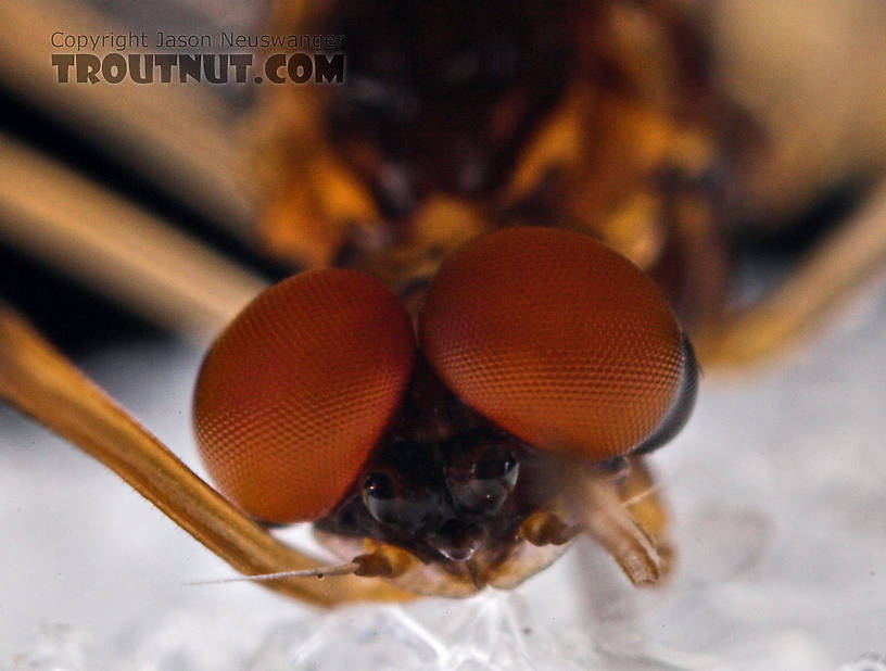 Male Paraleptophlebia (Blue Quills and Mahogany Duns) Mayfly Spinner from the East Branch of the Delaware River in New York