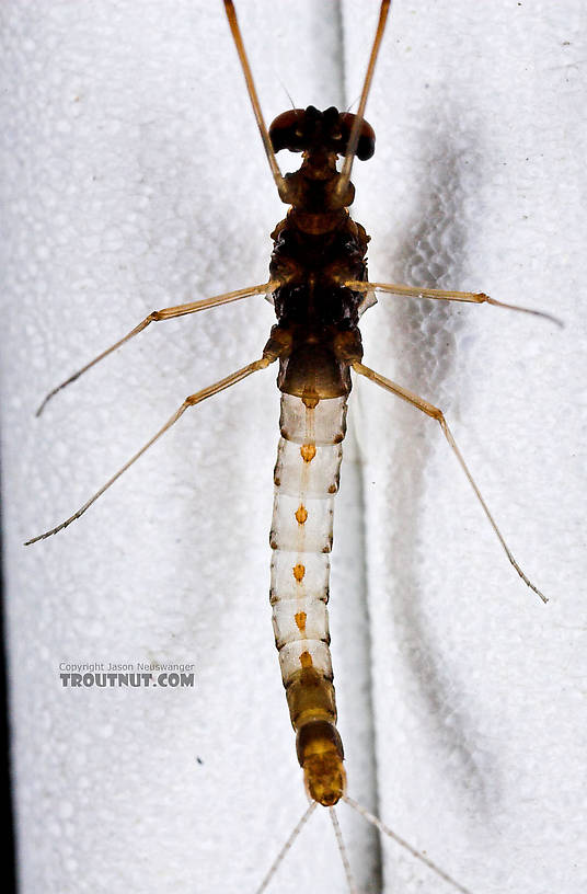 Male Paraleptophlebia (Blue Quills and Mahogany Duns) Mayfly Spinner from the East Branch of the Delaware River in New York