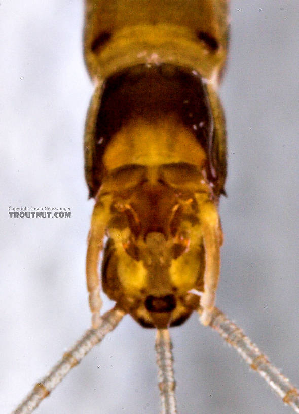 Male Paraleptophlebia (Blue Quills and Mahogany Duns) Mayfly Spinner from the East Branch of the Delaware River in New York