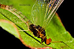 Male Paraleptophlebia (Blue Quills and Mahogany Duns) Mayfly Spinner