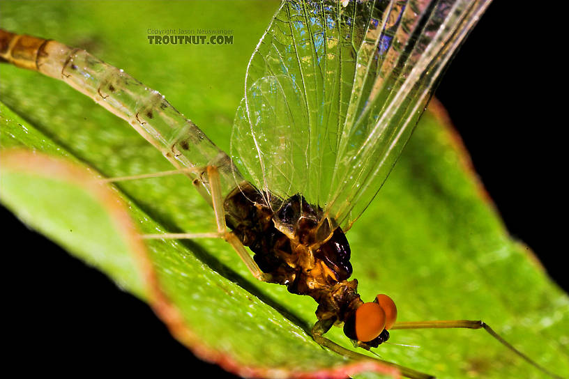 Male Paraleptophlebia (Blue Quills and Mahogany Duns) Mayfly Spinner from the East Branch of the Delaware River in New York