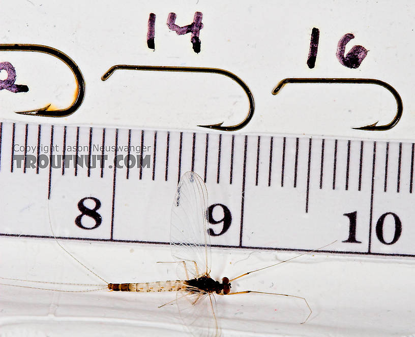 Male Paraleptophlebia (Blue Quills and Mahogany Duns) Mayfly Spinner from the East Branch of the Delaware River in New York