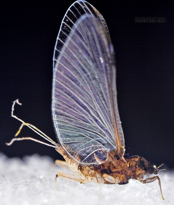 Female Tricorythodes (Tricos) Mayfly Spinner from the Neversink River in New York