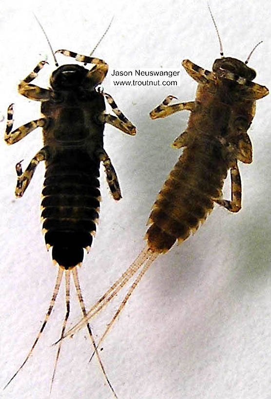 Ephemerella subvaria (Hendrickson) Mayfly Nymph from the Namekagon River in Wisconsin