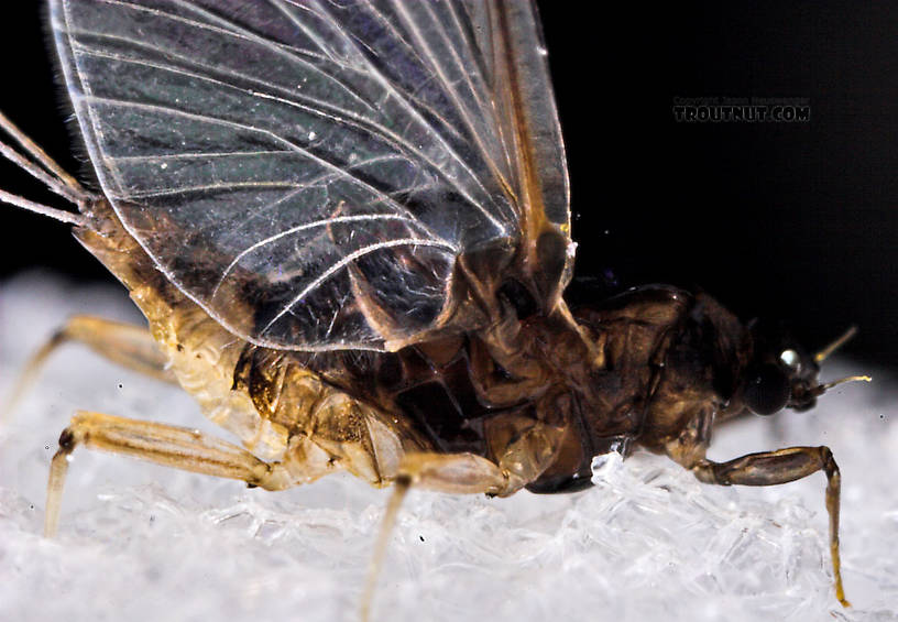 Female Tricorythodes (Tricos) Mayfly Spinner from the Neversink River in New York