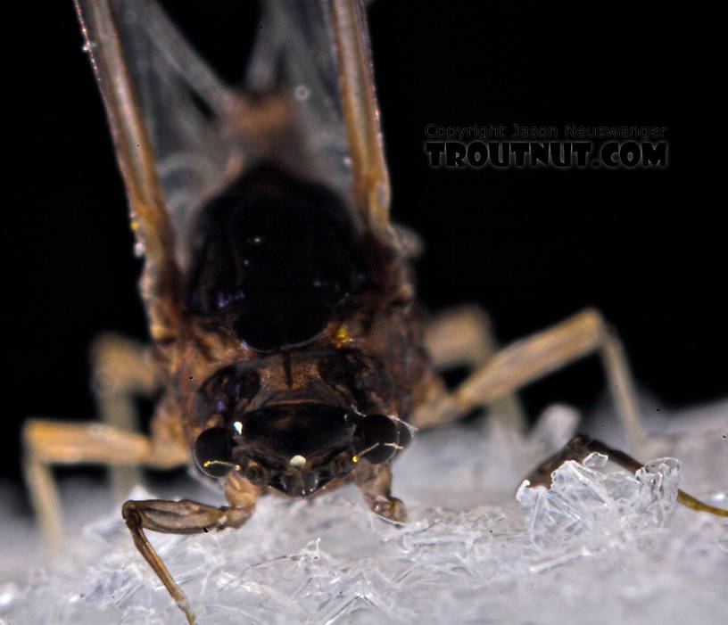 Female Tricorythodes (Tricos) Mayfly Spinner from the Neversink River in New York