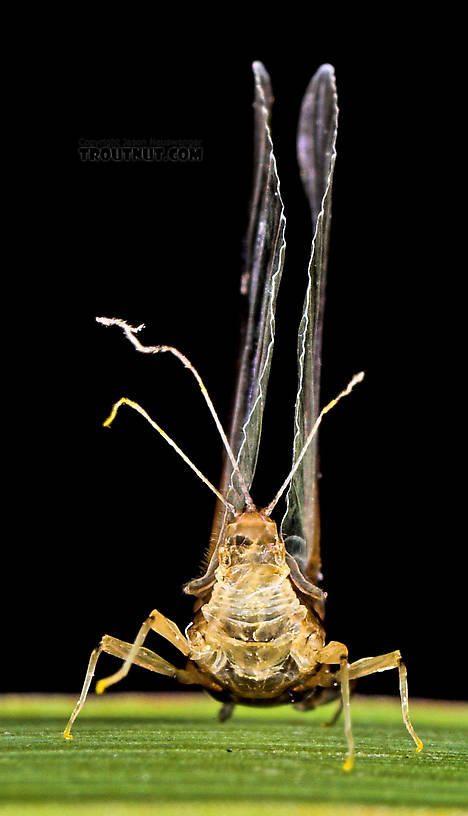 Female Tricorythodes (Tricos) Mayfly Spinner from the Neversink River in New York