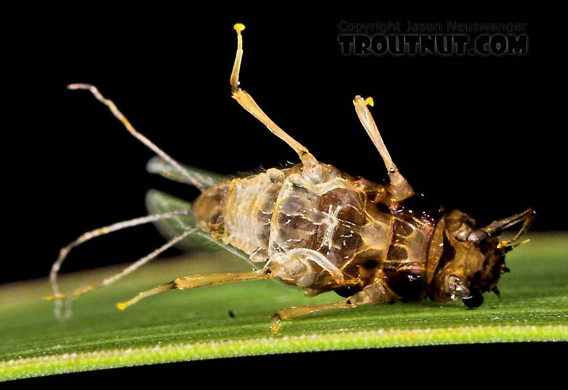 Female Tricorythodes (Tricos) Mayfly Spinner from the Neversink River in New York