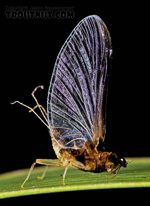 Female Tricorythodes (Tricos) Mayfly Spinner from the Neversink River in New York